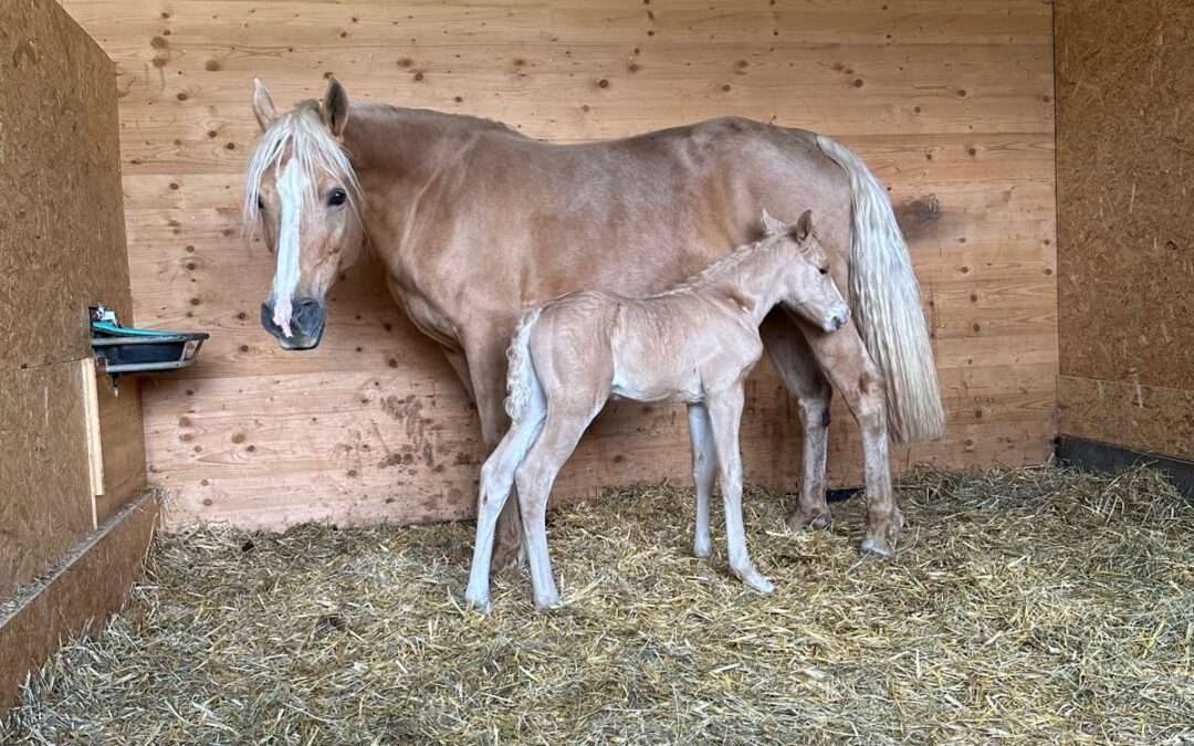 Fohlen Nachwuchs auf der Foxhill Ranch